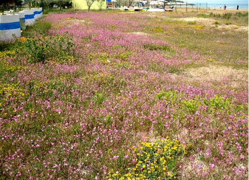 Silene colorata / Silene colorata